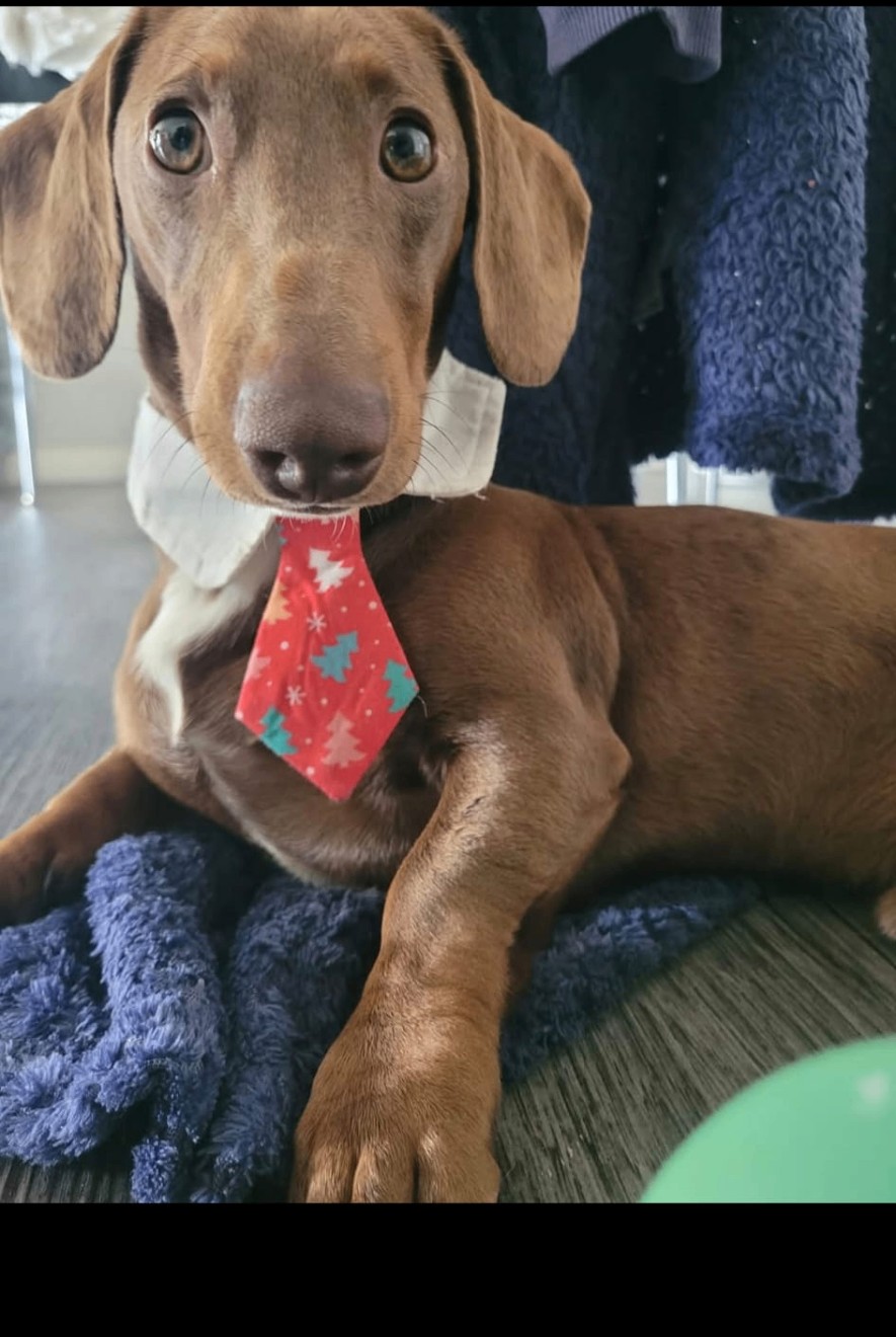 A gentle brown dachshund resting at home, looking softly toward the camera